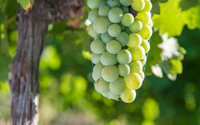 Discover the Domaine Paul Mas 2017 vintage report, an Incroyable vintage