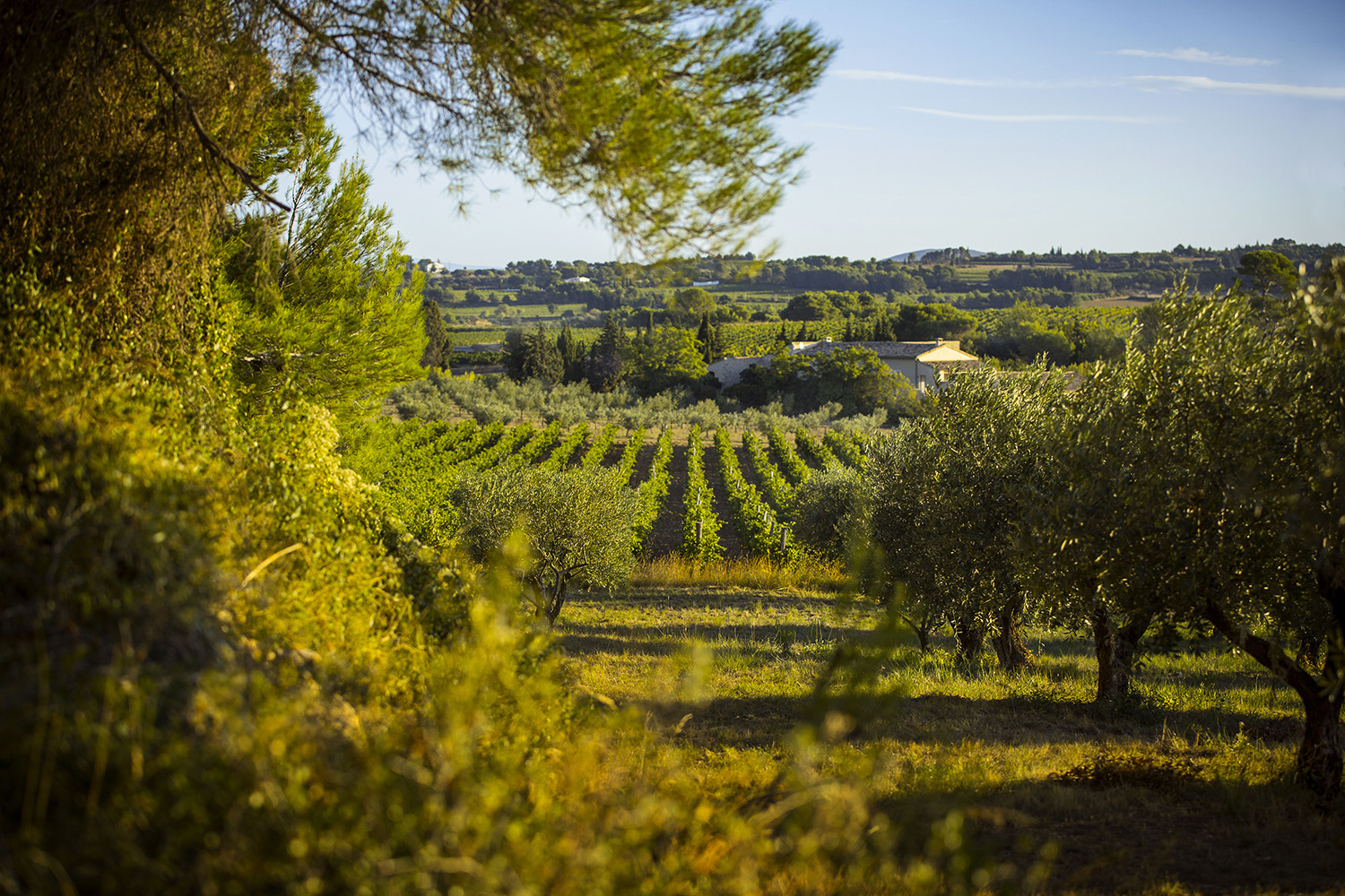 Domaine Martinolles 