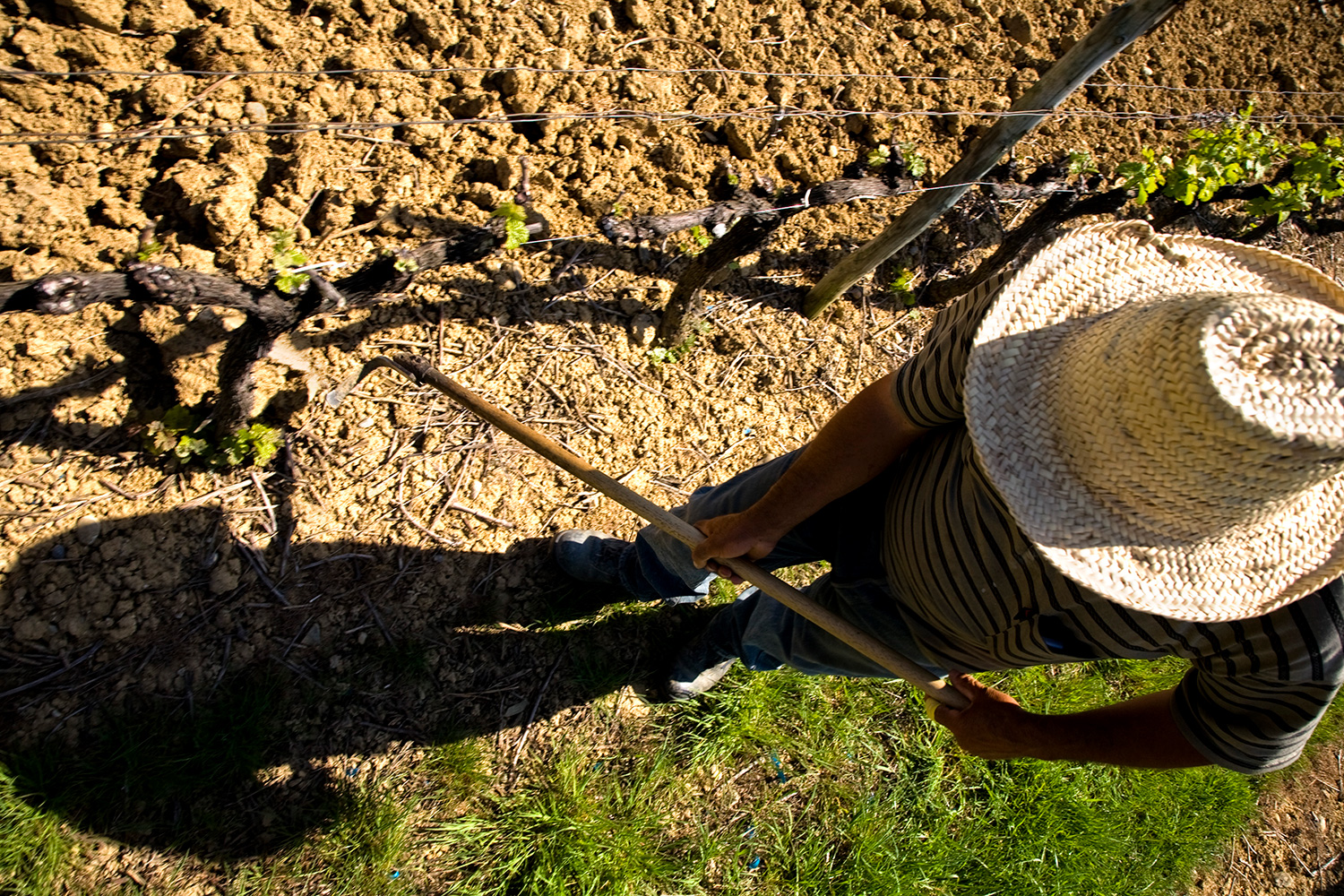 Coté Mas Domaine Paul Mas