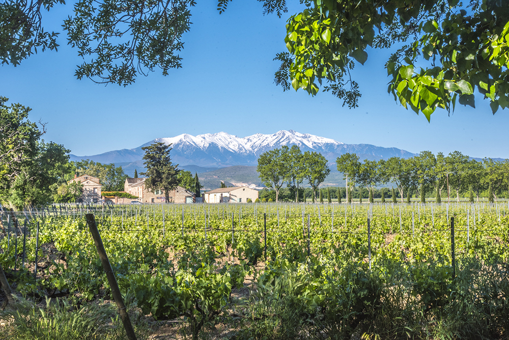 Coté Mas Domaine Paul Mas