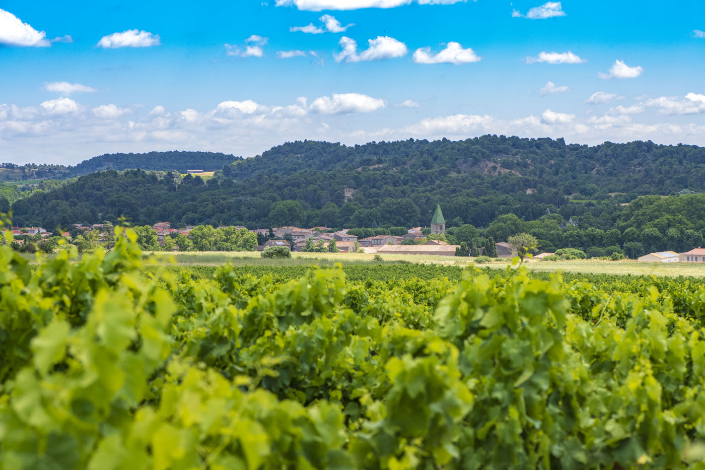 Terroir Château Paul Mas 