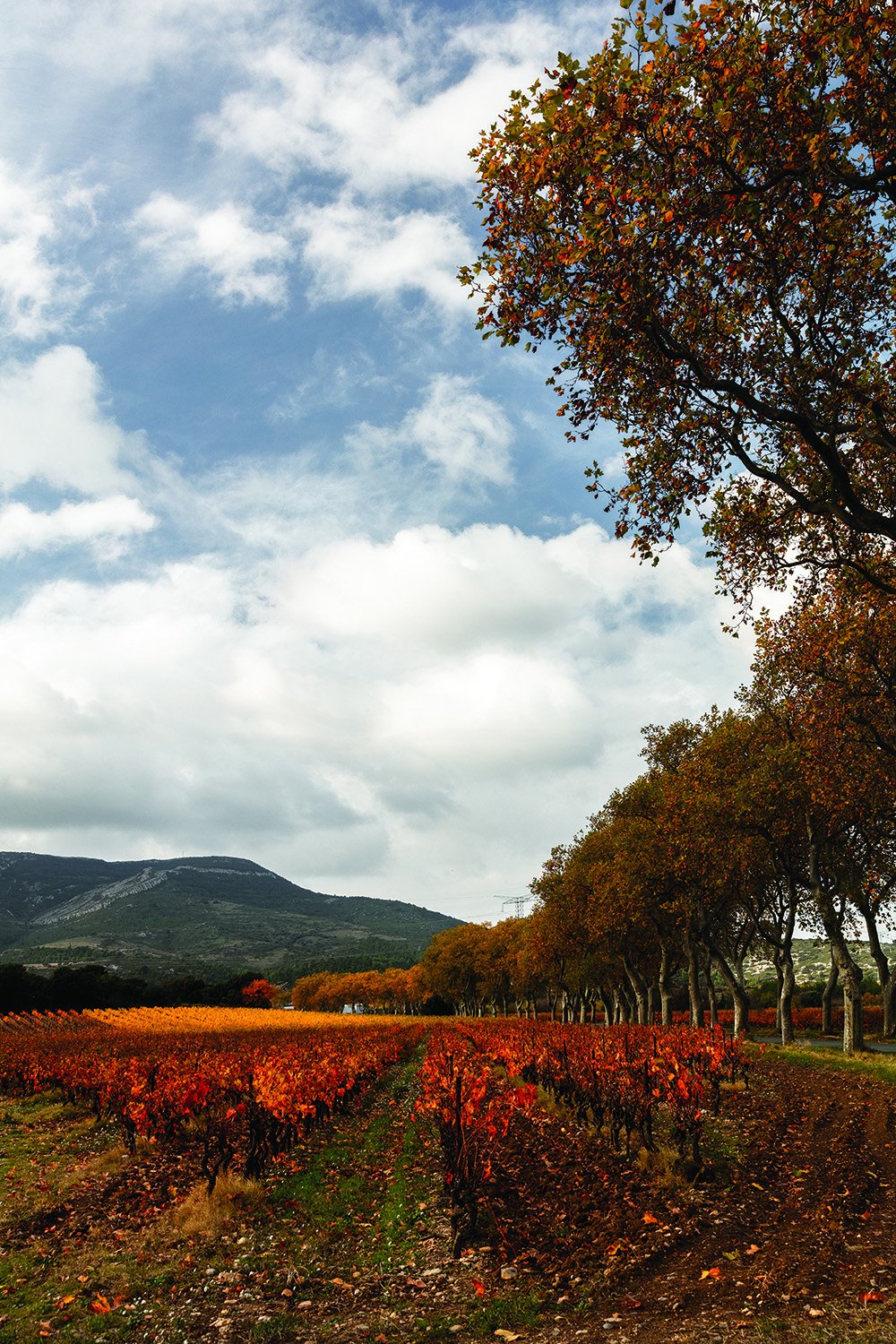 Domaine Martinolles 