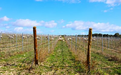 Eco-pâturage: sheep and goats in vineyards