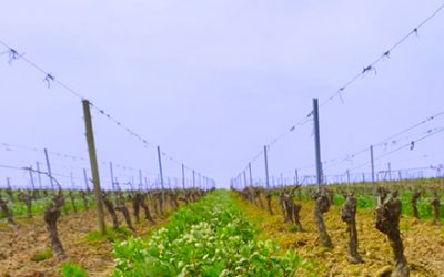 Le semis de Féverole: un couvert végétal pour le bien-être de nos vignes.