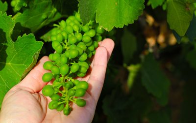 Mid-June report of Montagnac vineyards