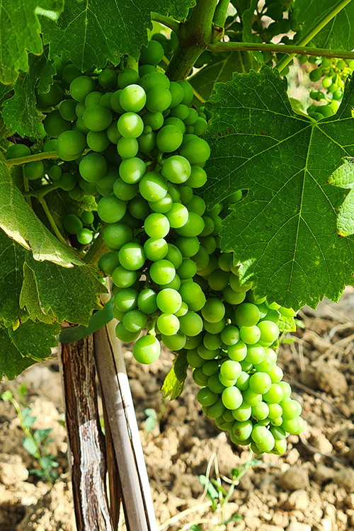 Vignes-bilan-juin-2022