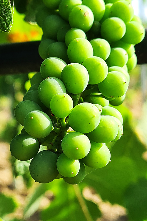 Vignes-juin-2022