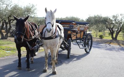 Du nouveau dans les vignes du Château Paul Mas, des compagnons de travail pour Eden !