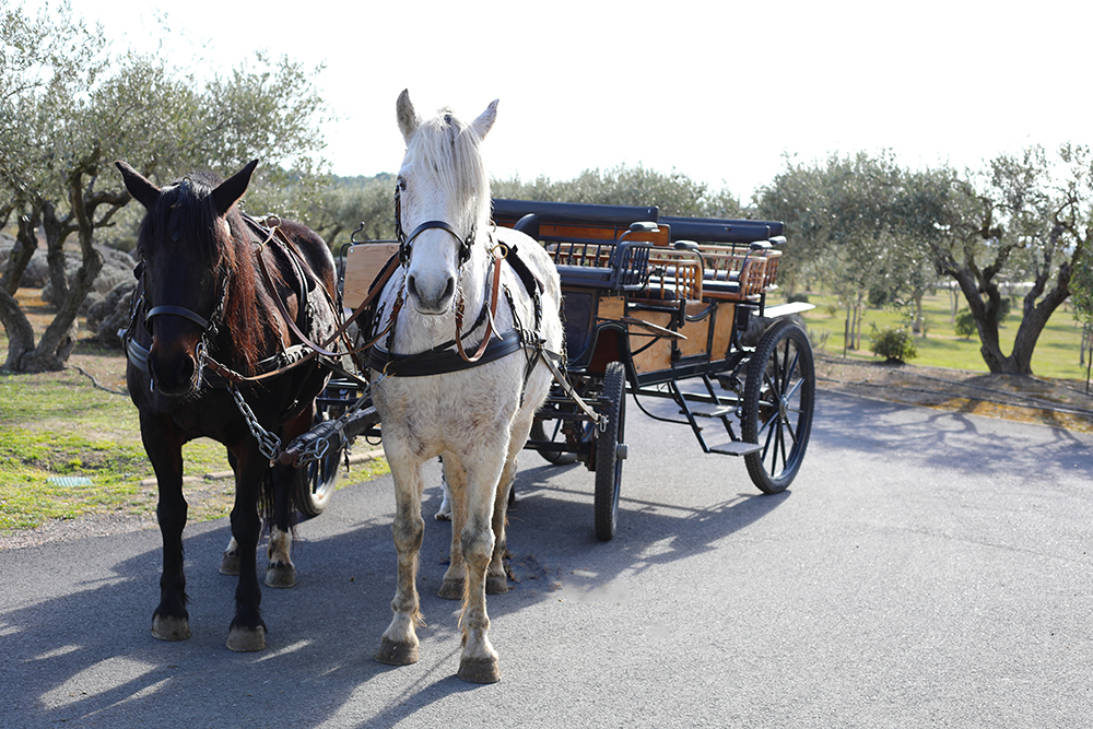 Calèche et traction animale dans le vignoble du Château Pau Mas