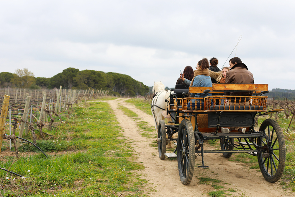 Une Calèche dans le vignoble du Château Paul Mas