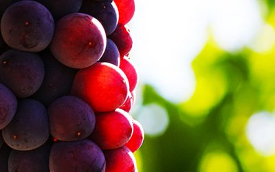 Resistant grape varieties