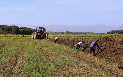 The ploughing