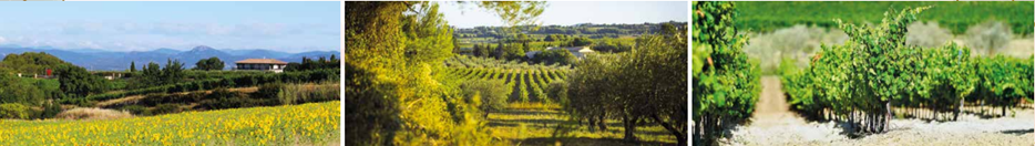 LE LUXE RURAL La chroniques des Domaines Paul Mas Edition 18