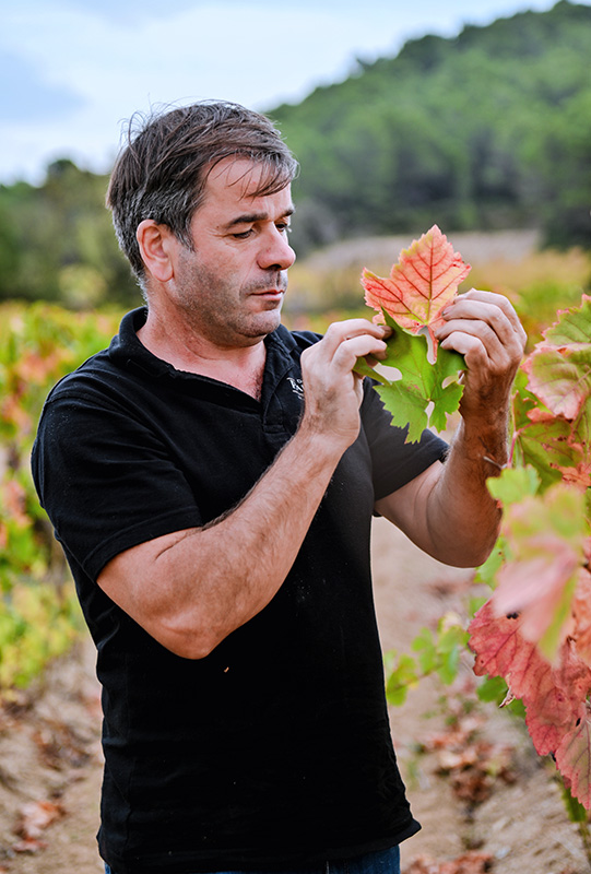 Côté Mas Rosé Aurore - Domaines Paul Mas- Jean Claude Mas