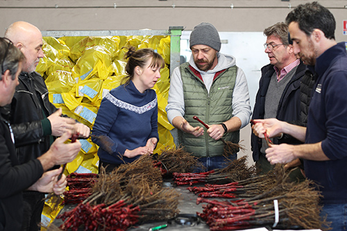 How our vine plants are produced