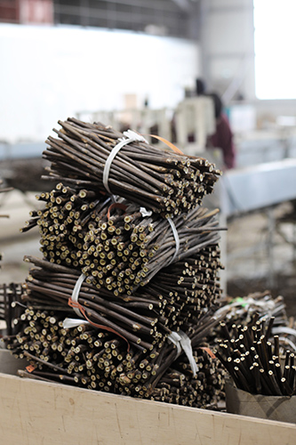 How our vine plants are produced