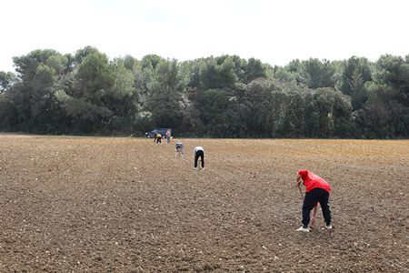 Plantation-Manuelle