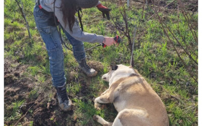 PRUNING: A vital task at the heart of our commitment