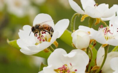 Bees, guardians of biodiversity in our vineyards
