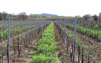 Sustainable viticulture:  The secrets of broad bean for wines of excellence
