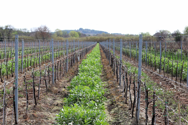 Vignes-Feverole-Vin-du-Sud-de-la-France