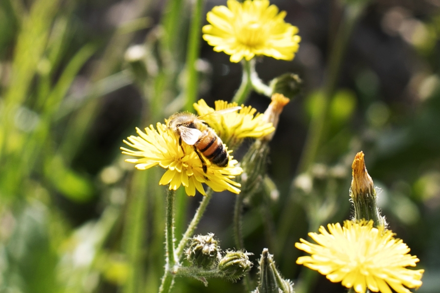 Abeilles Domaines Paul Mas Montagnac Jean Claude Mas