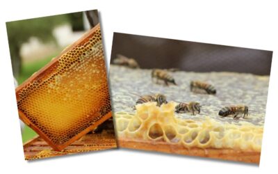 Honey Harvest and Heatwaves in Southern France: How Nature Finds Its Balance