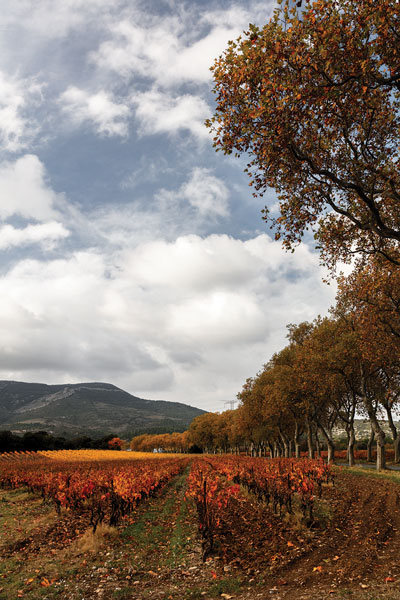 Château Capendu, AOP Corbières
