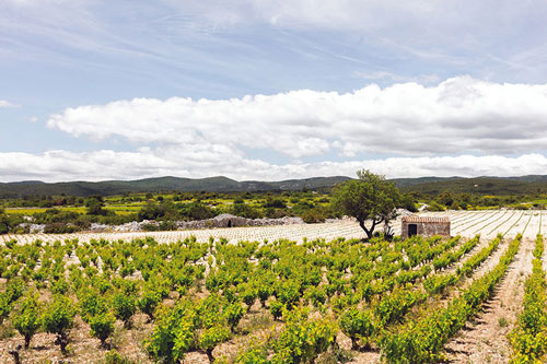 Chateau-Arrogant-Frog