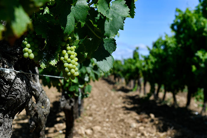 Domaine-Silène-Grès-de-Montpellier