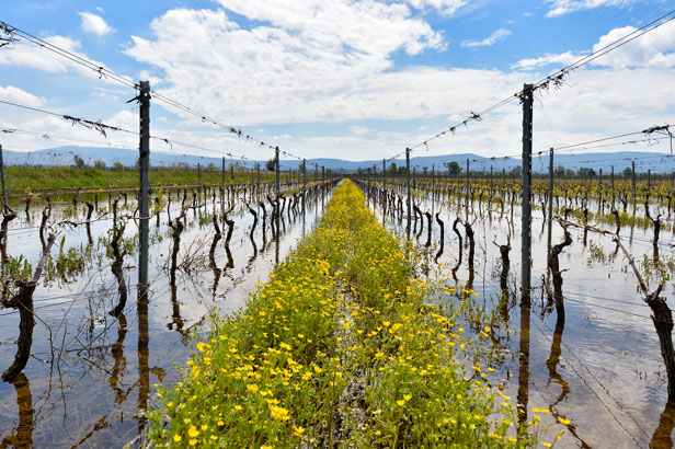 Domaine de la Ferrandière - Marseillette