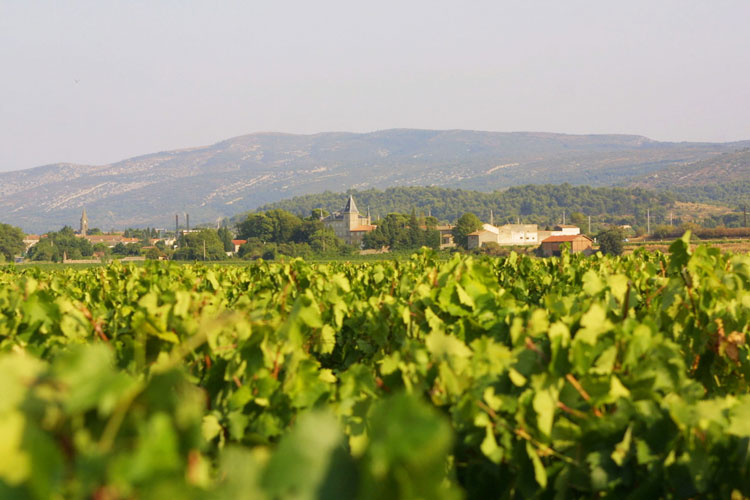 Vignes Château Capendu, AOP Corbières
