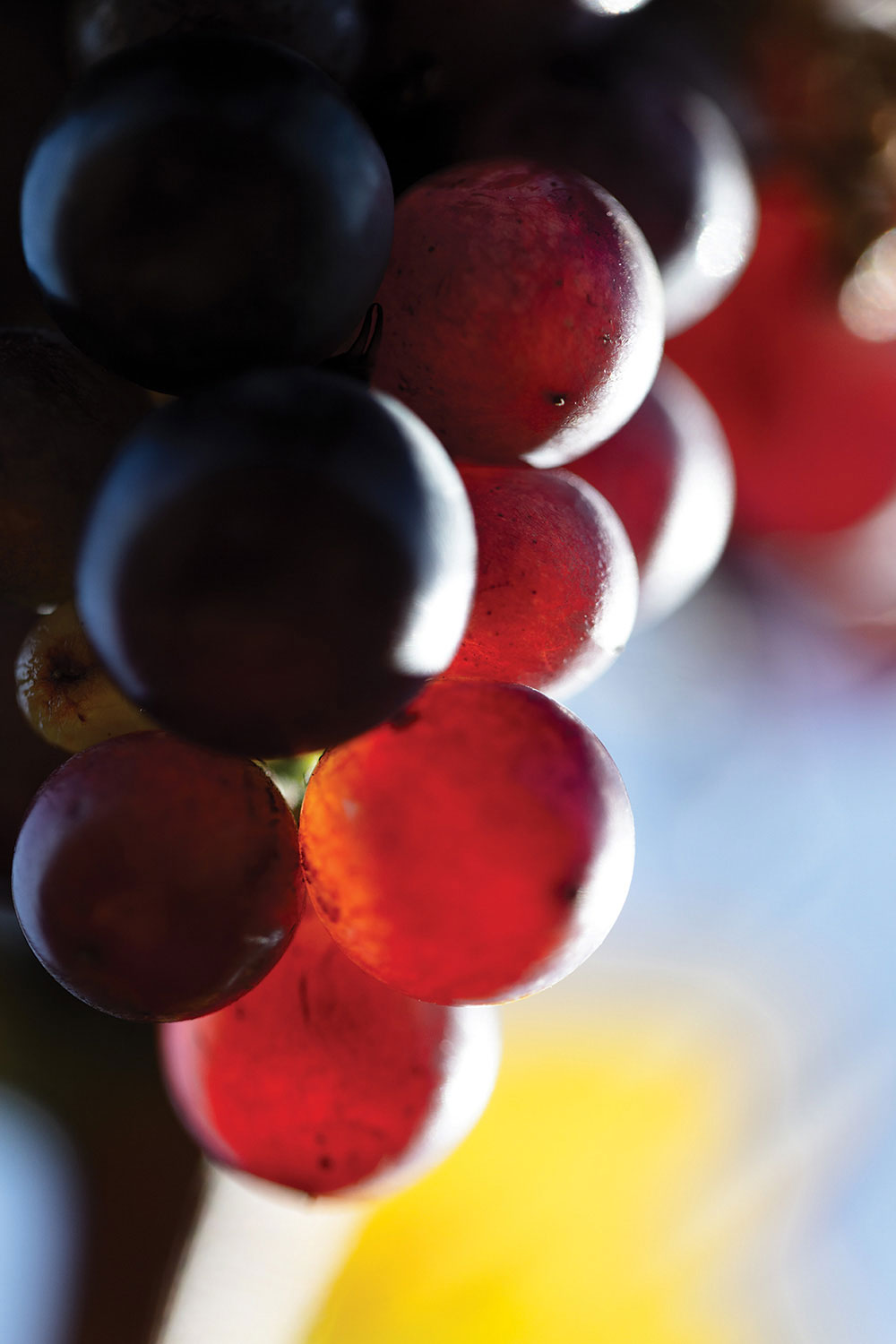 Vignoble-Oustau-Saint-Andre