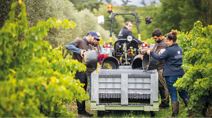 RAPPORT MILLÉSIME 2024 _DOMAINES PAUL MAS_VENDANGES 1