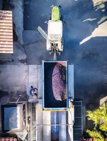 RAPPORT MILLÉSIME 2024 _DOMAINES PAUL MAS_VENDANGES 1